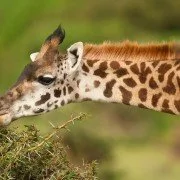 Giraffenwilderei für die Gesundheit des Menschen