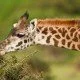Giraffenwilderei für die Gesundheit des Menschen