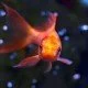 Wie Goldfische überwintern können
