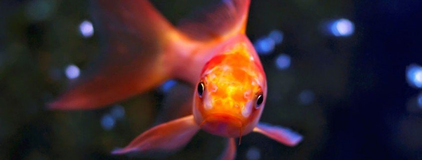 Wie Goldfische überwintern können