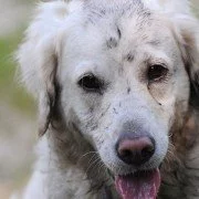 Die häufigsten Hundekrankheiten und deren Behandlung