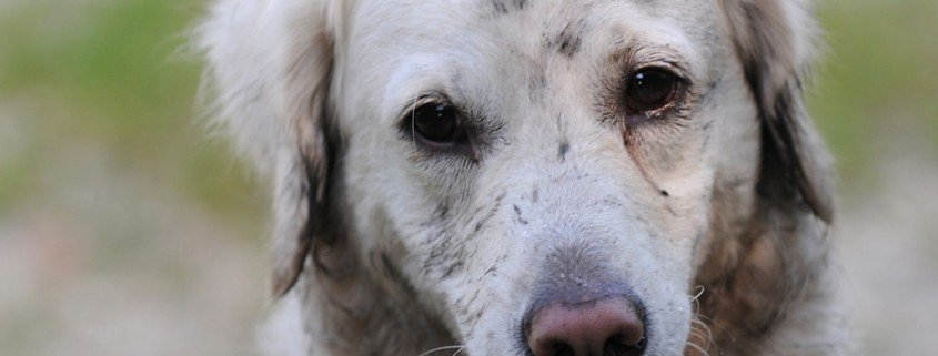 Die häufigsten Hundekrankheiten und deren Behandlung