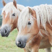 Der Haflinger