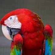 Handaufzucht von Papageien – umstritten, aber manchmal notwendig