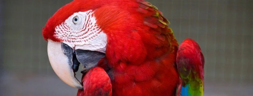 Handaufzucht von Papageien – umstritten, aber manchmal notwendig