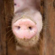 Harmonie im Stall – so fühlen sich Schweine sauwohl!