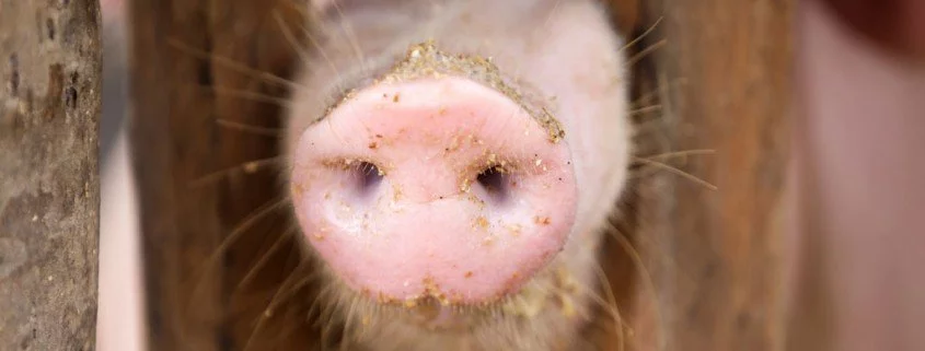 Harmonie im Stall – so fühlen sich Schweine sauwohl!