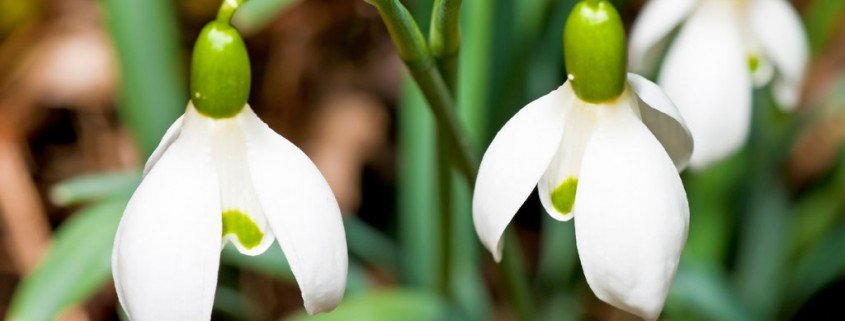 Haustiere: Vorsicht vor Giftpflanzen im Frühling