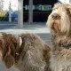 Homöopathie für Hunde – Von Gliederzittern bis Haarverfilzung