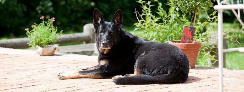 Hüftdysplasie beim Hund