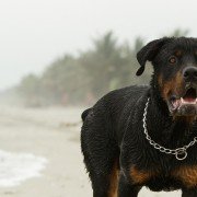 Mein Hund hat Angst vor Wasser – Was kann ich tun?