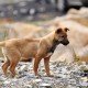 Gesunder Hund durch gesunde Ernährung