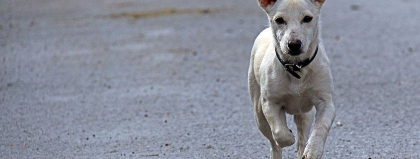 Hundehalter sollten Jagdverhalten ihrer Tiere kennen