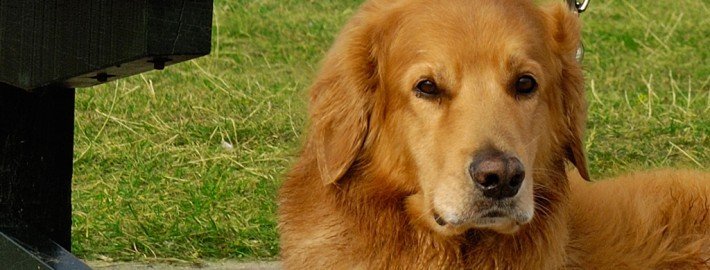 Hundesteuer – so melden sie ihren Hund an