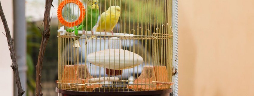 Hygiene für Vogelhalter