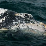 Island stoppt Jagd auf Finnwale