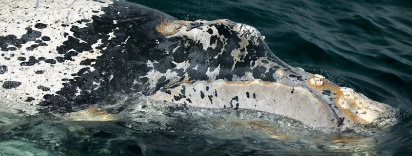 Island stoppt Jagd auf Finnwale