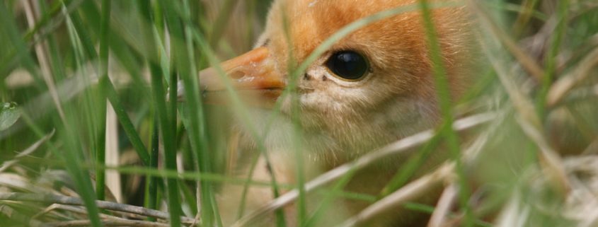 Jungvögel - wenn Tierliebe schadet