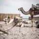 Kuriose Fakten der Tierwelt – Speichern Kamele Wasser in ihren Höckern?