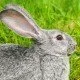 Kaninchenhaltung in der Landwirtschaft