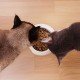 Katzenfutter im Test: Billig heißt nicht schlecht