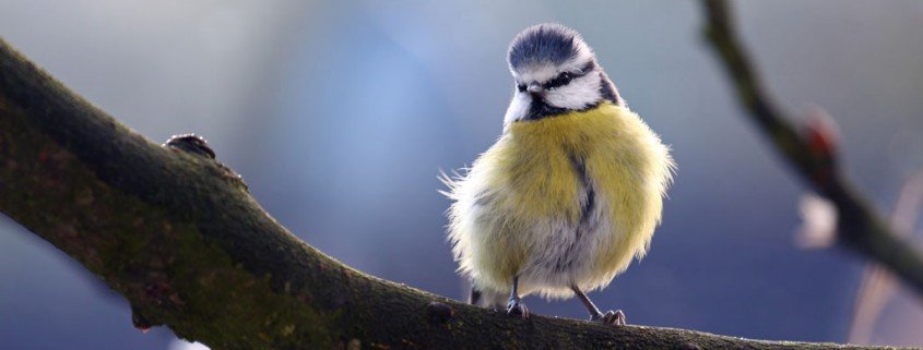 Gesunde Kohlmeisenweibchen legen weniger gefärbte Eier