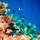 Immer mehr Korallen sterben in Australien