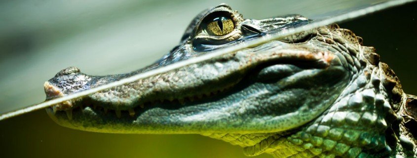 Die außergewöhnlichsten Haustiere – Krokodile