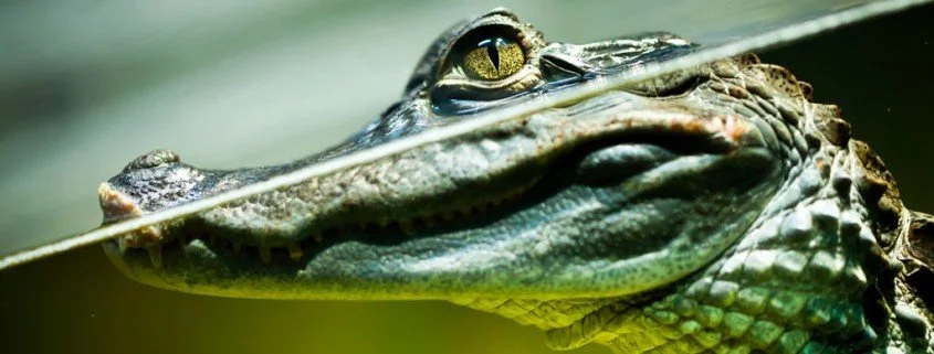 Die außergewöhnlichsten Haustiere – Krokodile