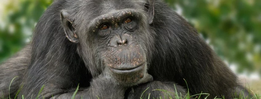 Die Kultur der Schimpansen