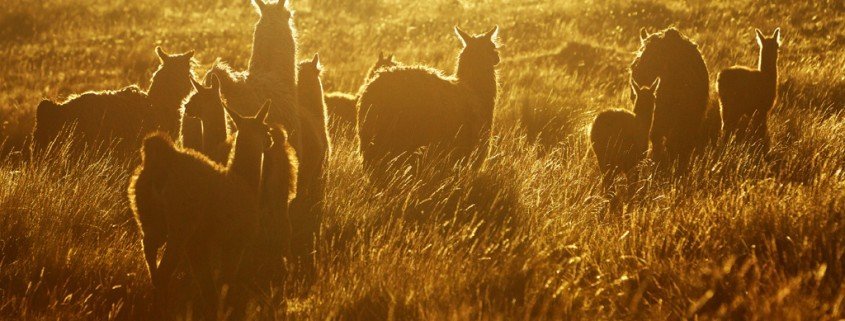 Therapie mit Lamas