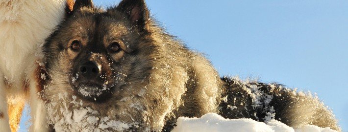 Lange Winter im Tierreich