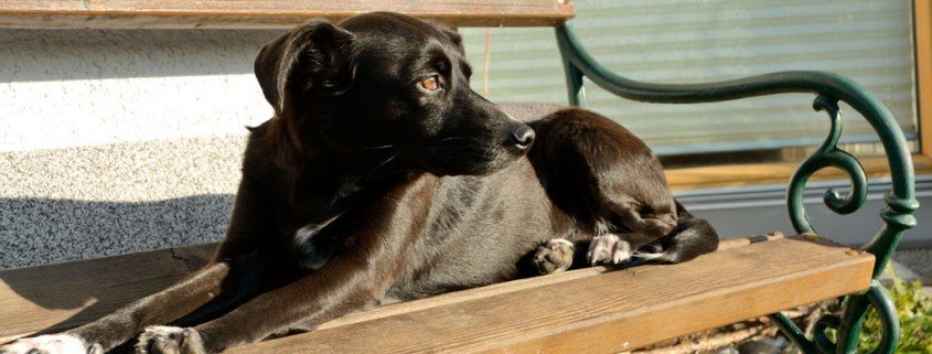 Leishmaniose - Tropenkrankheit beim Hund