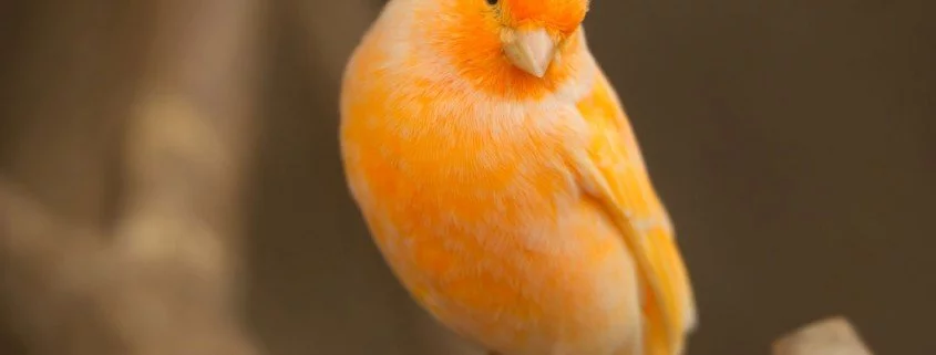 Liebesgesang bei Kanarienvögeln