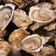 Das Meer ist zu sauer - Gründe für das Massensterben von Austern