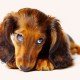 Mein Hund frisst nicht – Was tun?