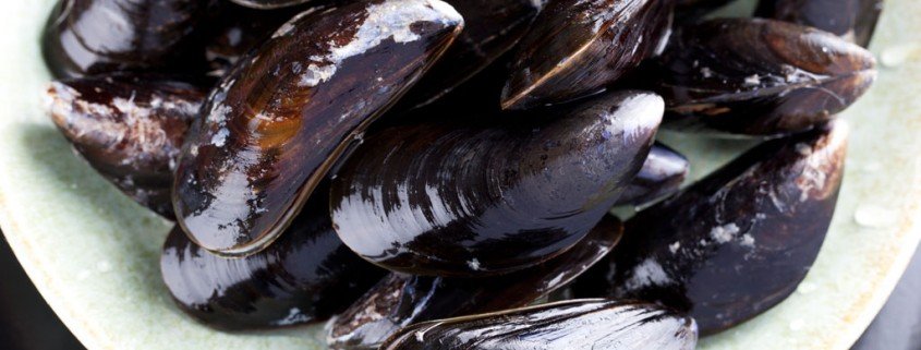 Muscheln leiden unter den sauren Meeren