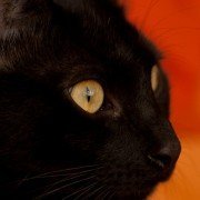 Der Mythos um die schwarze Katze