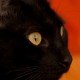 Der Mythos um die schwarze Katze