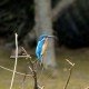 Aggressivere Nachkommen bei Blaukehl-Hüttensänger wegen Nistplatz-Konkurrenz