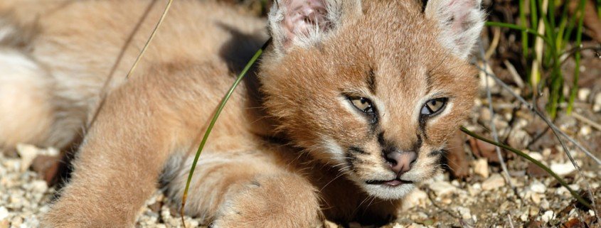 Neuanfang für Wildtiere in Deutschland?