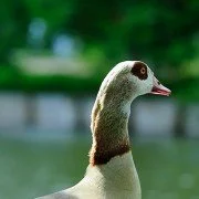 Deutschlands neue Plage: Nilgänse