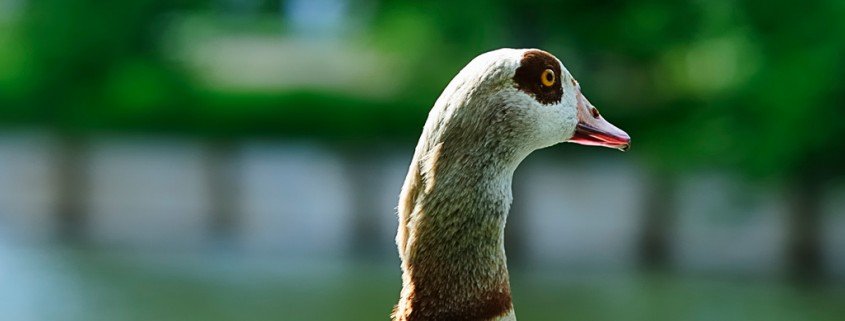 Deutschlands neue Plage: Nilgänse