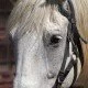Mein Pferd hat Augenausfluss - was kann man tun?