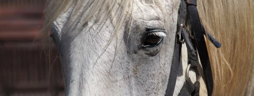 Mein Pferd hat Augenausfluss - was kann man tun?