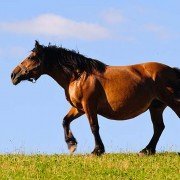 Tierheilkunde - Pflanzliche Hilfsmittel für Pferde