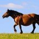 Tierheilkunde - Pflanzliche Hilfsmittel für Pferde