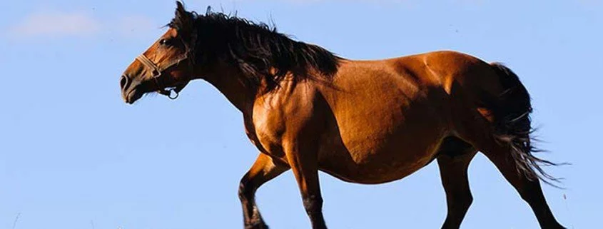 Tierheilkunde - Pflanzliche Hilfsmittel für Pferde