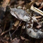 Puffotter nutzen chemische Tarnung als Schutz vor Feinden