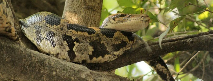 Die außergewöhnlichsten Haustiere - Python